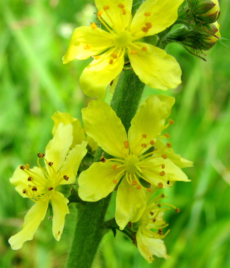 Image of Agrimonia eupatoria specimen.