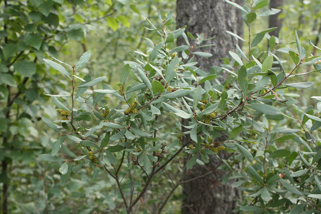 Image of Myrica gale specimen.