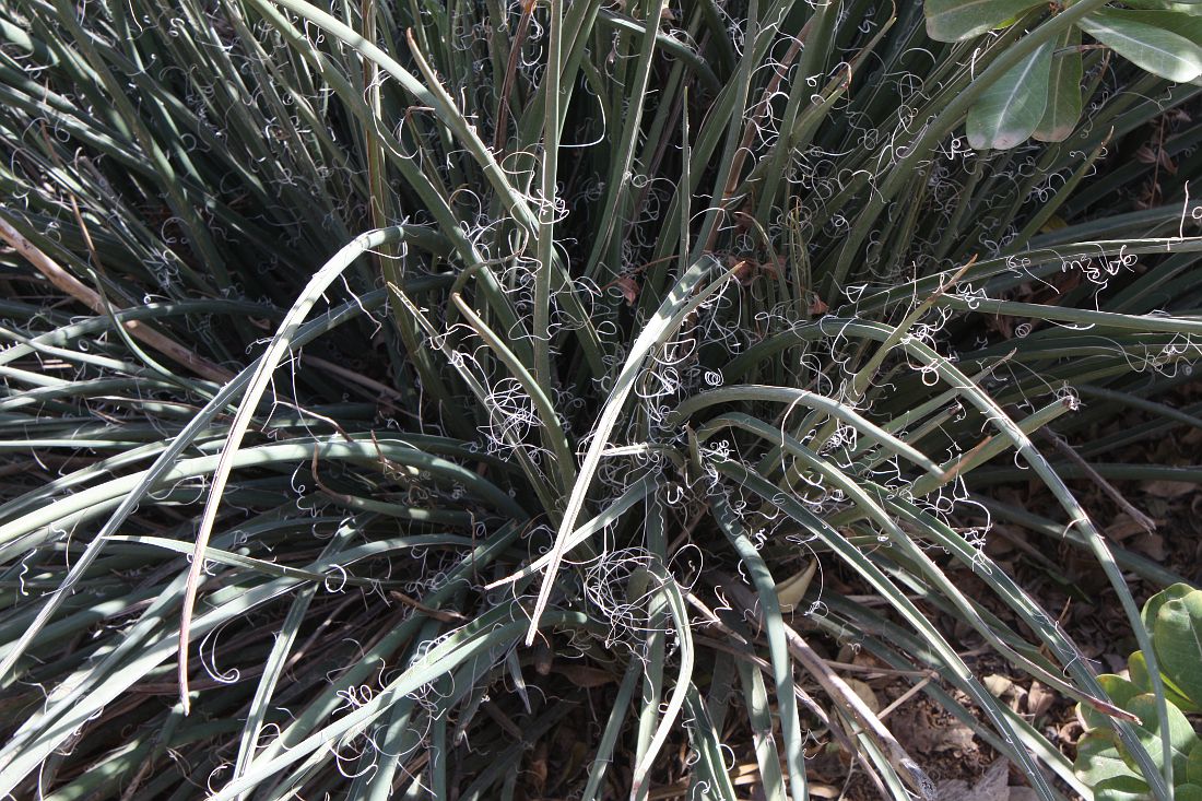Image of Hesperaloe parviflora specimen.