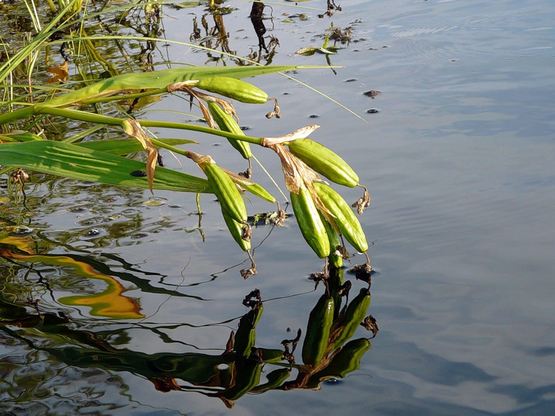 Image of Iris pseudacorus specimen.