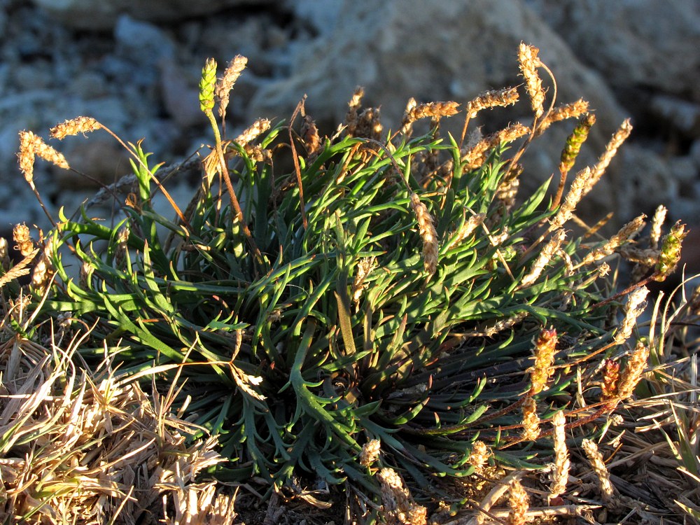 Изображение особи Plantago coronopus.