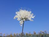 Scabiosa ochroleuca