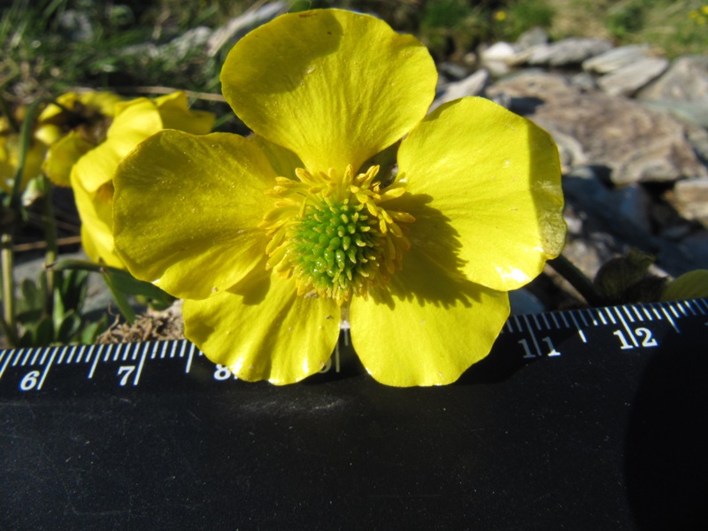 Image of Ranunculus propinquus specimen.