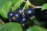 Ribes nigrum. Зрелые плоды. Московская обл., Раменский р-н, окр. дер. Хрипань, дачный участок. 10.07.2007.