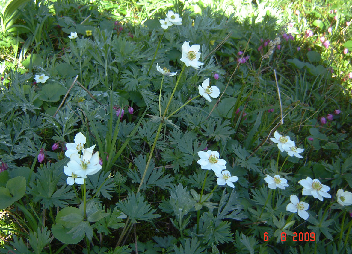 Изображение особи Anemonastrum calvum.