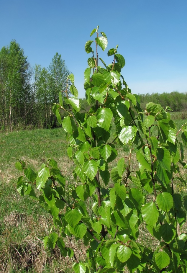 Image of Betula pubescens specimen.