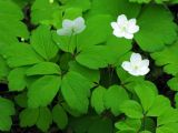 Anemone udensis. Цветущие растения. Хабаровский край, окр. г. Комсомольска-на-Амуре, тенистый участок пойменного леса у р. Силинка. 24.05.2009.