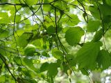 Corylus mandshurica