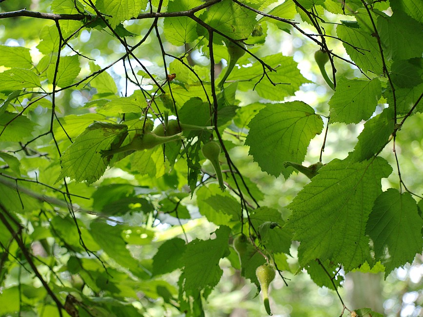 Image of Corylus mandshurica specimen.