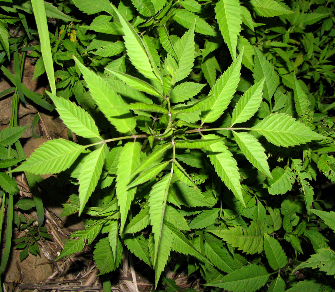 Image of Bidens frondosa specimen.