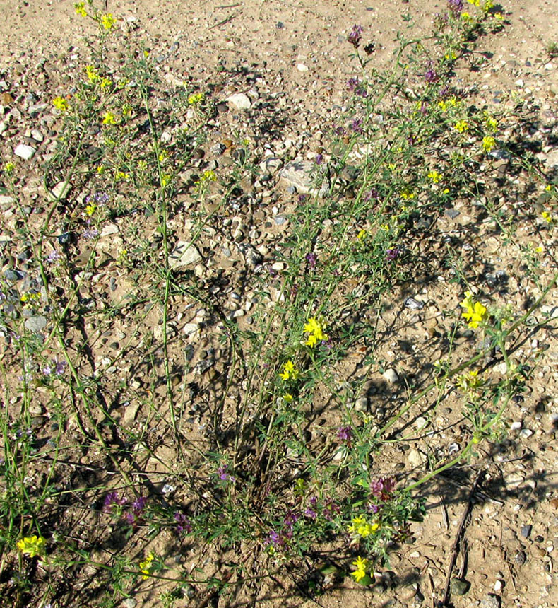 Image of Medicago &times; varia specimen.