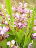 Lamium maculatum. Верхушка цветущего растения с сидящей божьей коровкой. Черноморское побережье Кавказа, у мыса Шесхарис. 17 апреля 2010 г.