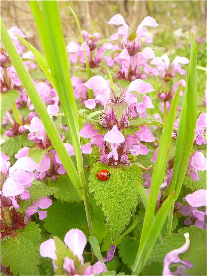 Изображение особи Lamium maculatum.