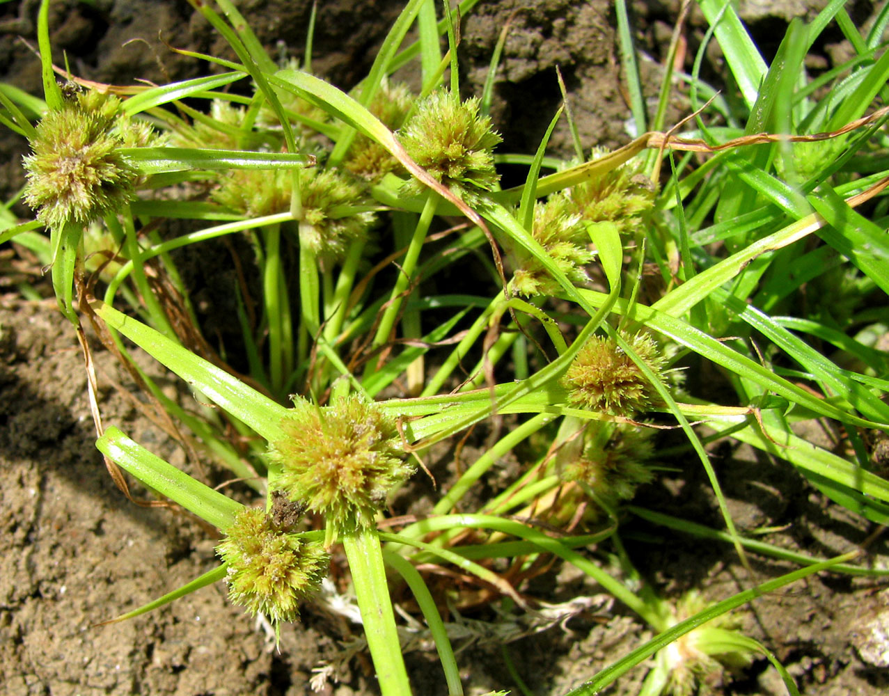 Изображение особи Cyperus michelianus.