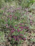 Astragalus arcuatus. Цветущие растения. Карагандинская обл., Жанааркинский р-н, горы Актау, каменистый склон. 16 мая 2010 г.
