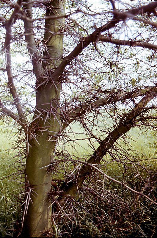 Изображение особи Gleditsia triacanthos.