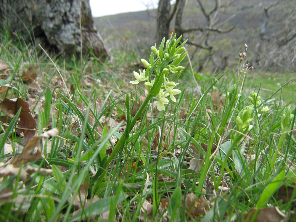Image of Dactylorhiza romana specimen.