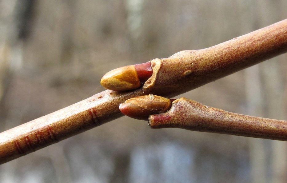 Image of Salix pentandra specimen.