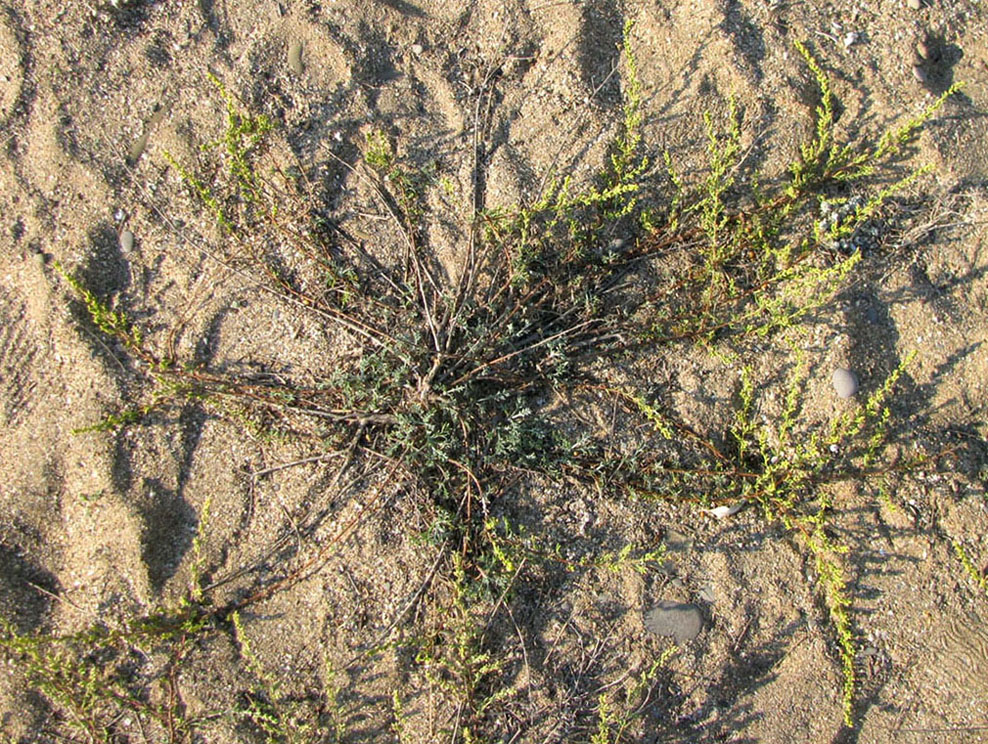 Изображение особи Artemisia arenaria.