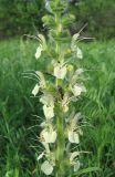 Salvia austriaca