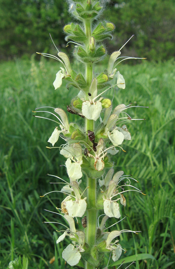 Image of Salvia austriaca specimen.