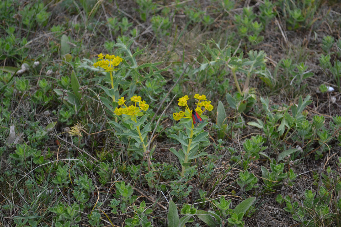 Image of Euphorbia goldei specimen.