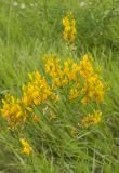 Genista tinctoria