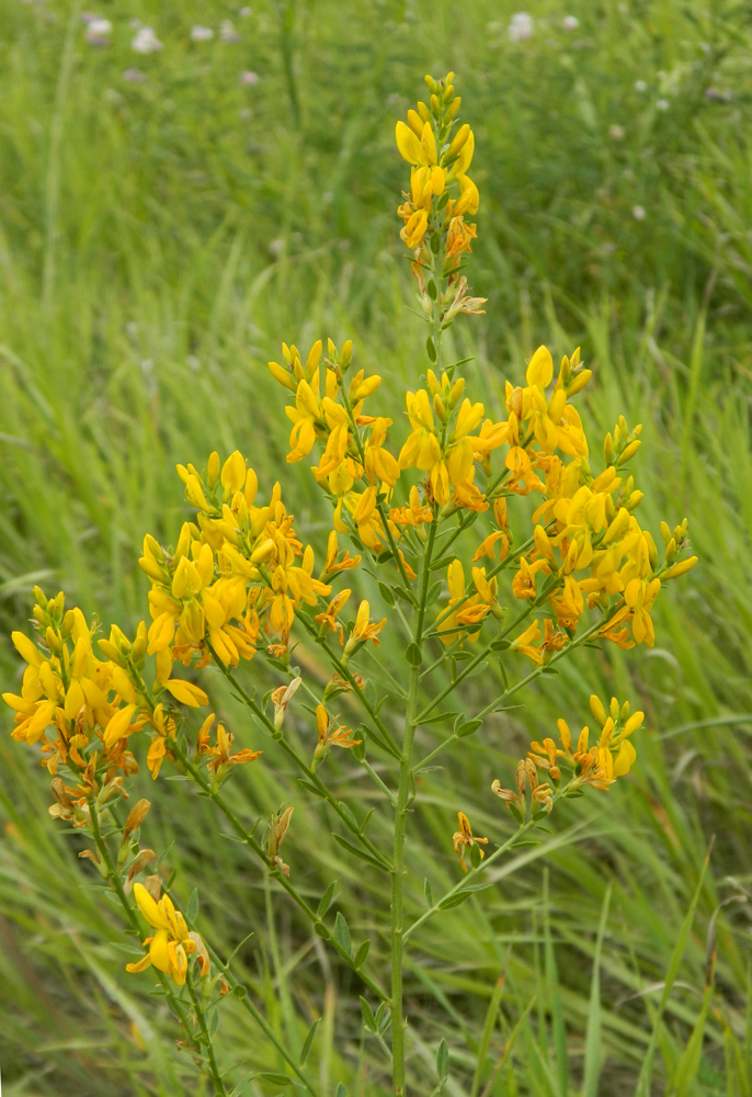 Image of Genista tinctoria specimen.