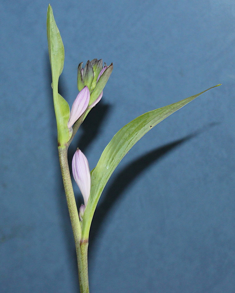 Image of Hosta sieboldiana specimen.