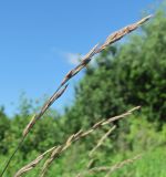 Festuca rubra