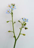 Myosotis palustris. Соцветие. Московская обл., Лотошинский р-н, окр. дер. Савостино. 11.07.2012.