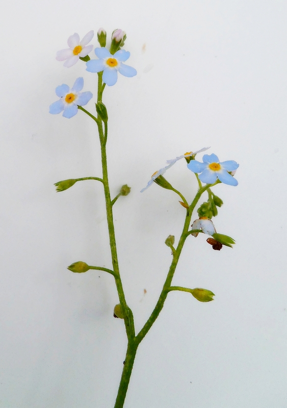 Изображение особи Myosotis palustris.