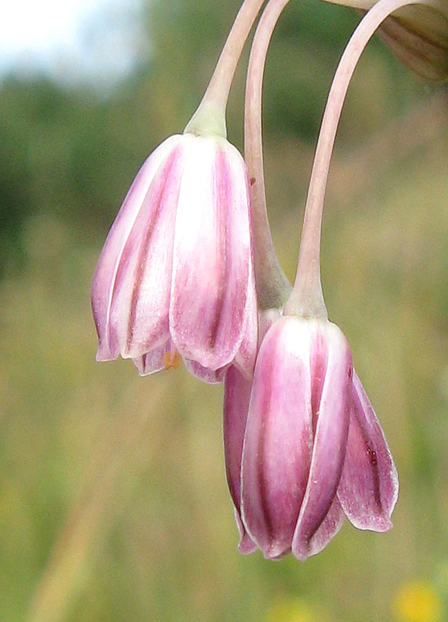 Image of Allium paniculatum specimen.