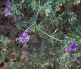 Medicago sativa