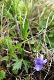 Viola &times; incissecta
