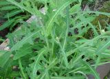 Sonchus arvensis subspecies uliginosus. Листья. Якутия (Саха), Нерюнгринский р-н, территория пос. Чульман. 30.07.2012.