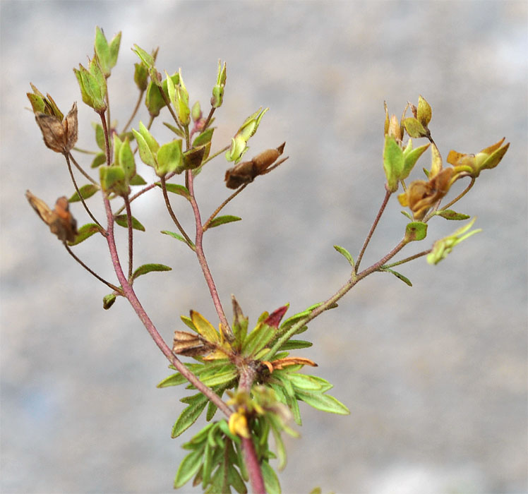 Image of Veronica caucasica specimen.