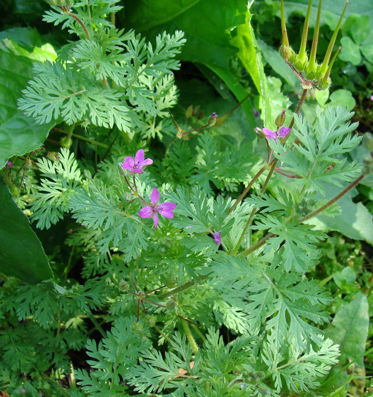 Изображение особи Erodium cicutarium.