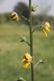 Verbascum blattaria