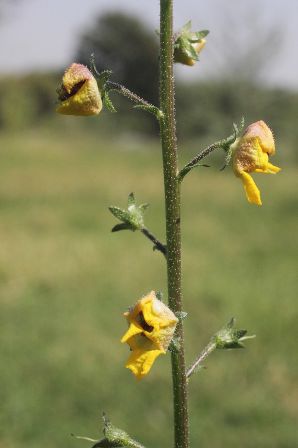 Изображение особи Verbascum blattaria.