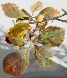 род Crataegus. Веточка с листьями в осенней окраске (видна их обратная сторона). Германия, г. Кемпен, в парке. 19.09.2012.