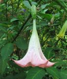 Brugmansia suaveolens