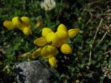Lotus caucasicus