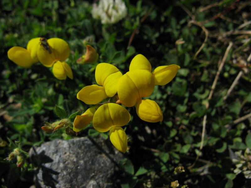 Image of Lotus caucasicus specimen.