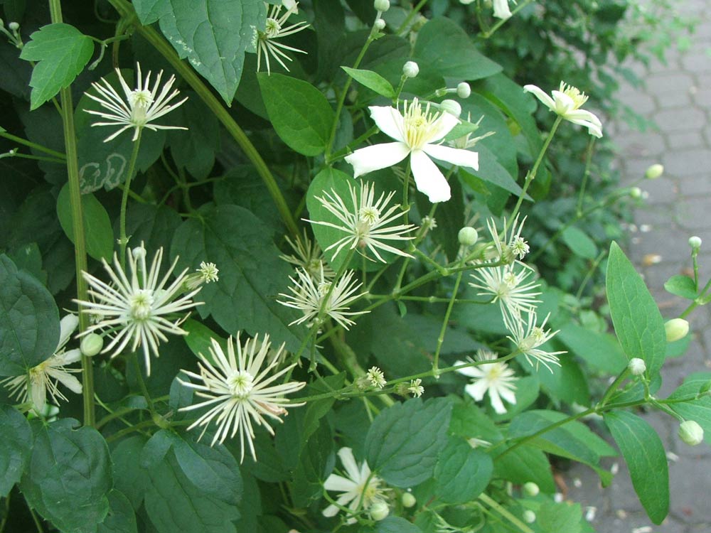 Изображение особи род Clematis.