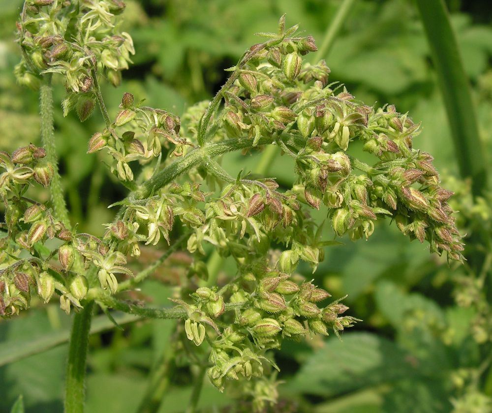 Image of Humulopsis scandens specimen.