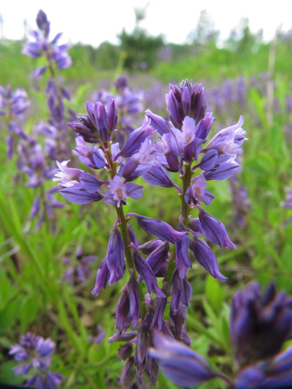 Image of Polygala comosa specimen.