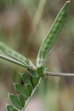 Vicia sativa. Часть побега с плодами. Испания, Страна Басков, Бискайя, Сеанури (Zeanuri), обочина дороги. 06.06.2012.