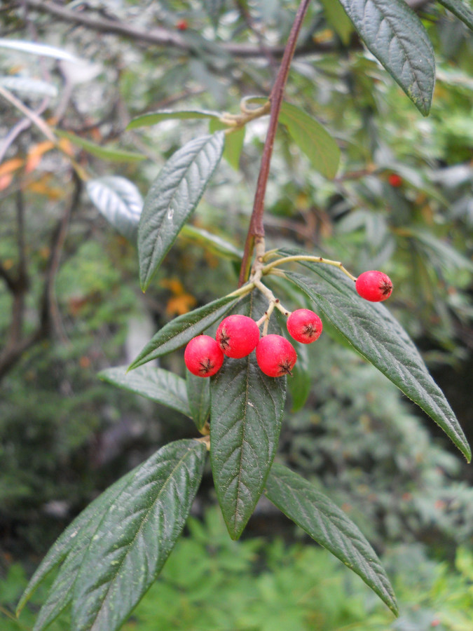 Изображение особи Cotoneaster salicifolius.