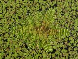 Salvinia natans